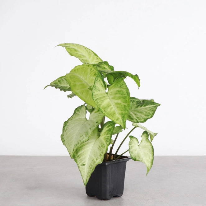 The Arrowhead Plant (Syngonium), also known as the Butterfly Plant, features unique arrow-shaped leaves that thrive in medium to low light. Perfect for darker spaces, this low-maintenance plant adds vibrant greenery to your home. Easy to care for and versatile, it’s ideal for beginners. 