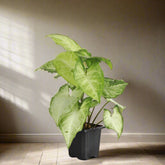 The Arrowhead Plant (Syngonium), also known as the Butterfly Plant, features unique arrow-shaped leaves that thrive in medium to low light. Perfect for darker spaces, this low-maintenance plant adds vibrant greenery to your home. Easy to care for and versatile, it’s ideal for beginners. 