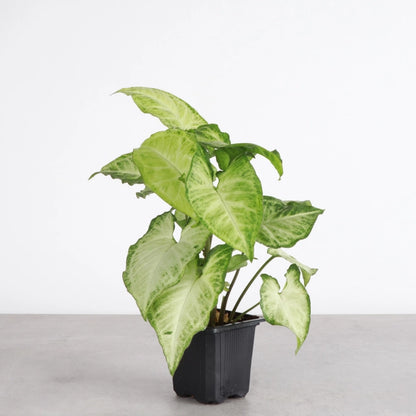 The Arrowhead Plant (Syngonium), also known as the Butterfly Plant, features unique arrow-shaped leaves that thrive in medium to low light. Perfect for darker spaces, this low-maintenance plant adds vibrant greenery to your home. Easy to care for and versatile, it’s ideal for beginners. 