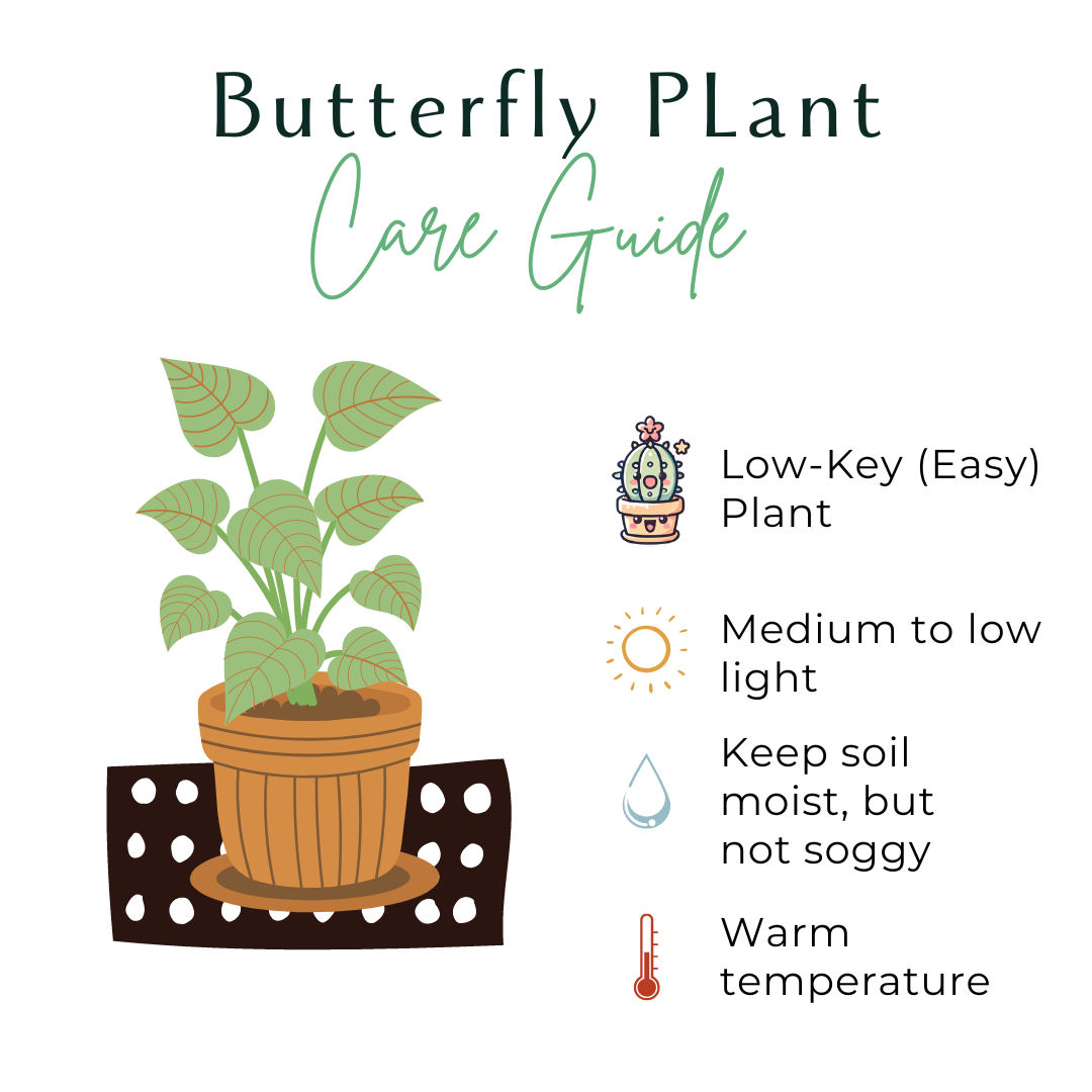 butterfly house plant care Butterfly Plant 3", Arrowhead Plant (Syngonium)