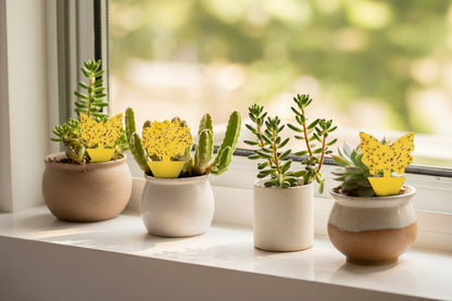 Butterfly yellow sticky fungus gnat traps for indoor plants. Dual-sided, chemical-free pest control that protects houseplants from flying insects safely.