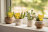 Butterfly yellow sticky fungus gnat traps for indoor plants. Dual-sided, chemical-free pest control that protects houseplants from flying insects safely.