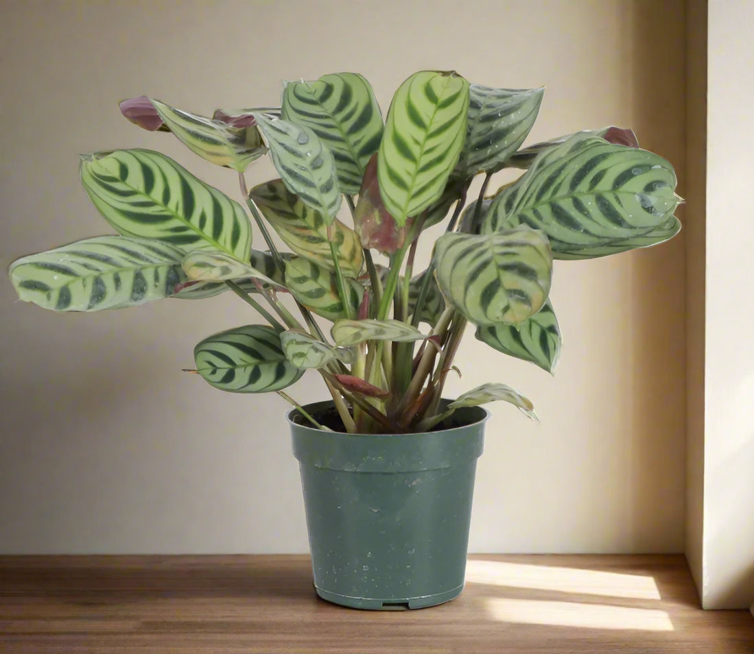 Calathea Burle Marx has bold striped leaves with burgundy undersides. A pet-safe tropical houseplant that thrives in humidity and bright, indirect light.