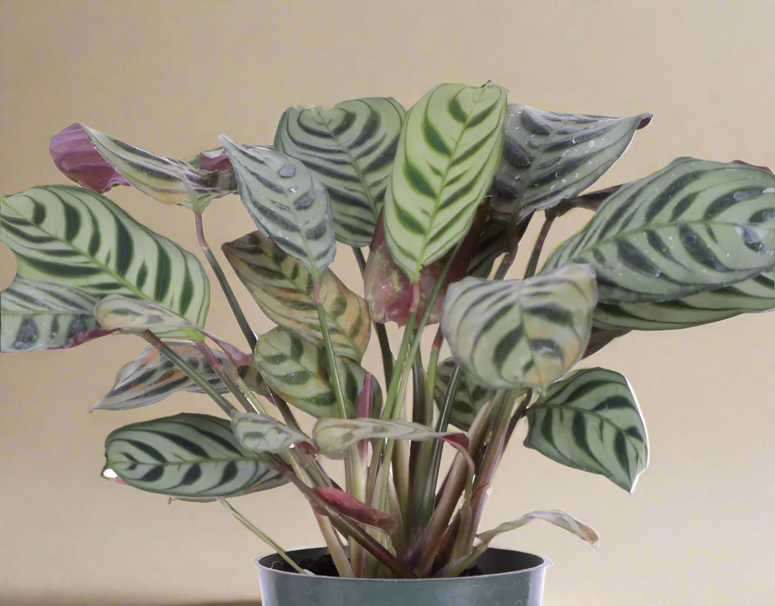 Calathea Burle Marx has bold striped leaves with burgundy undersides. A pet-safe tropical houseplant that thrives in humidity and bright, indirect light.