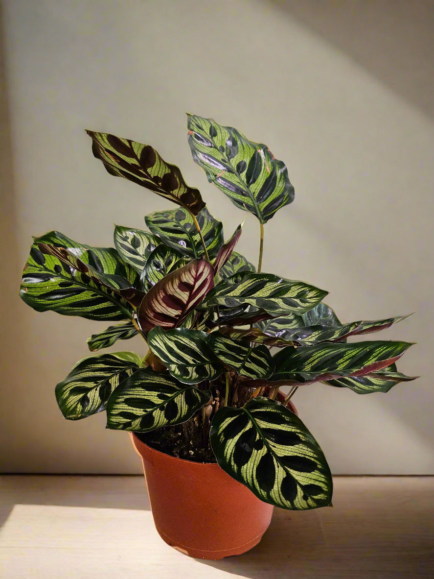 The Calathea Peacock (Calathea makoyana) is a stunning tropical plant with intricate, feather-like green and purple foliage. A pet-safe, air-purifying prayer plant, it thrives in low to bright indirect light with high humidity. Its vibrant patterns and graceful leaf movement make it a must-have statement piece for any indoor jungle.