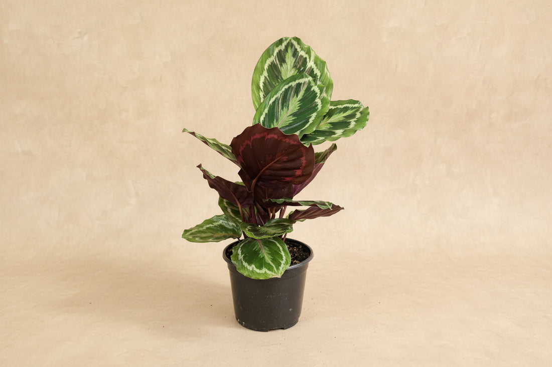 Calathea Peacock features feather-patterned green leaves with purple undersides, creating a lush, pet-safe statement plant for bright, indirect light.