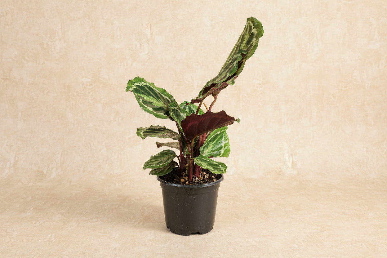 Calathea Peacock features feather-patterned green leaves with purple undersides, creating a lush, pet-safe statement plant for bright, indirect light.