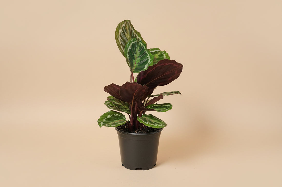 Calathea Peacock features feather-patterned green leaves with purple undersides, creating a lush, pet-safe statement plant for bright, indirect light.