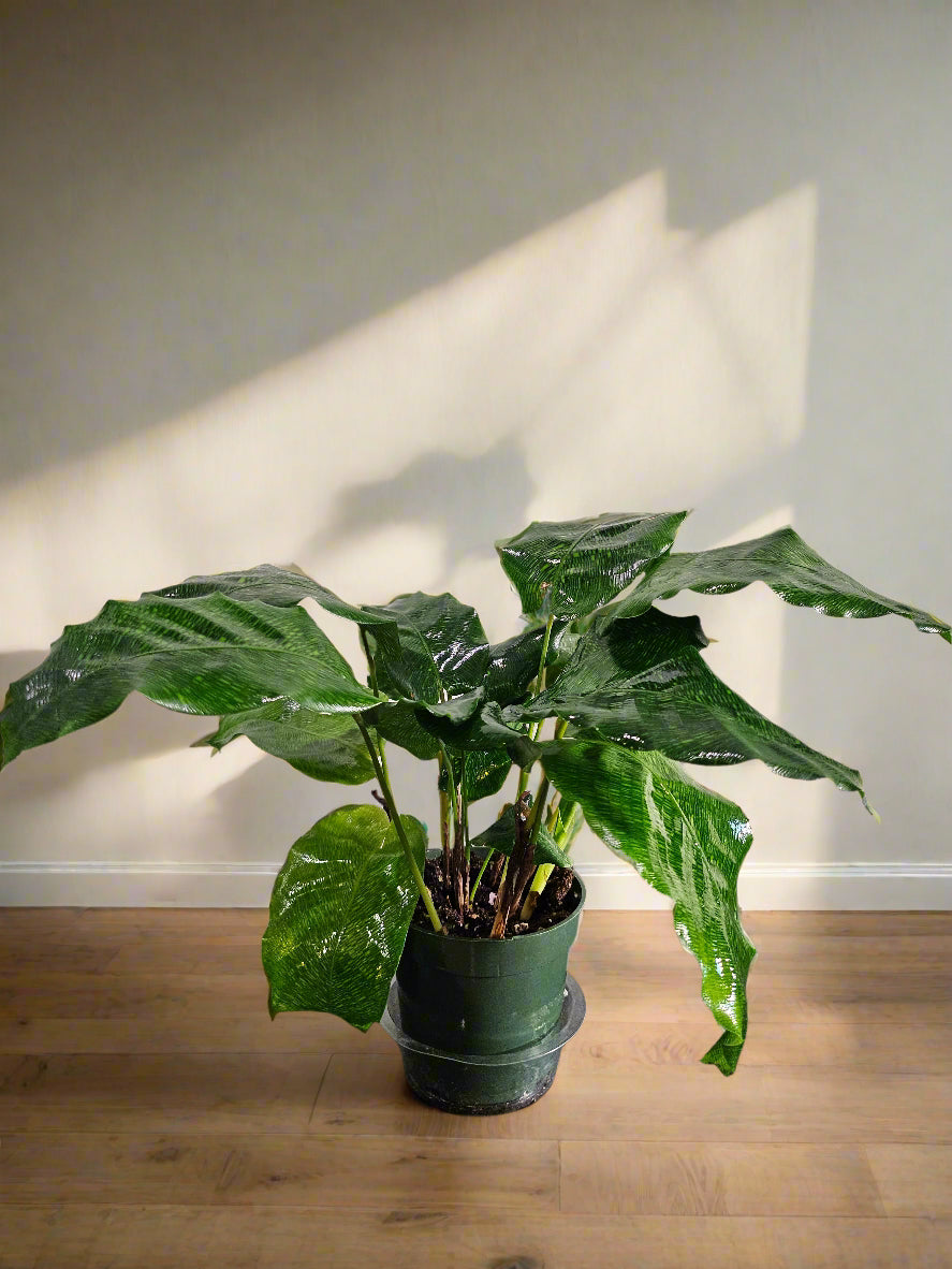 Calathea musaica ‘Network’ features stunning mosaic-patterned leaves, pet-safe foliage, and loves humidity. A striking, low-light tropical houseplant.