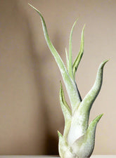 Discover the whimsical beauty of Caput Medusae, a unique Tillandsia air plant with twisting, snake-like leaves. Perfect for terrariums or hanging displays, this easy-care plant thrives in indirect light with minimal watering. Add a touch of exotic charm to your home decor with this low-maintenance air plant.