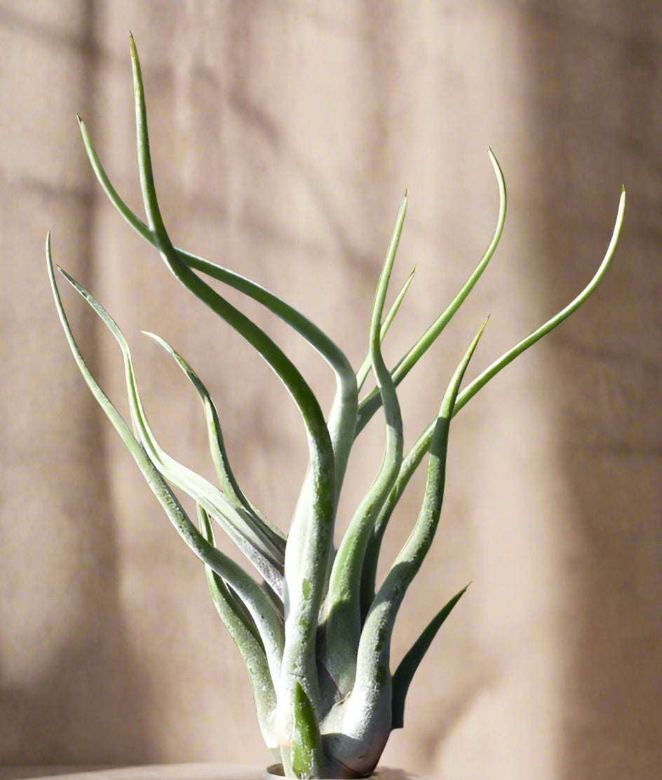 Discover the whimsical beauty of Caput Medusae, a unique Tillandsia air plant with twisting, snake-like leaves. Perfect for terrariums or hanging displays, this easy-care plant thrives in indirect light with minimal watering. Add a touch of exotic charm to your home decor with this low-maintenance air plant.