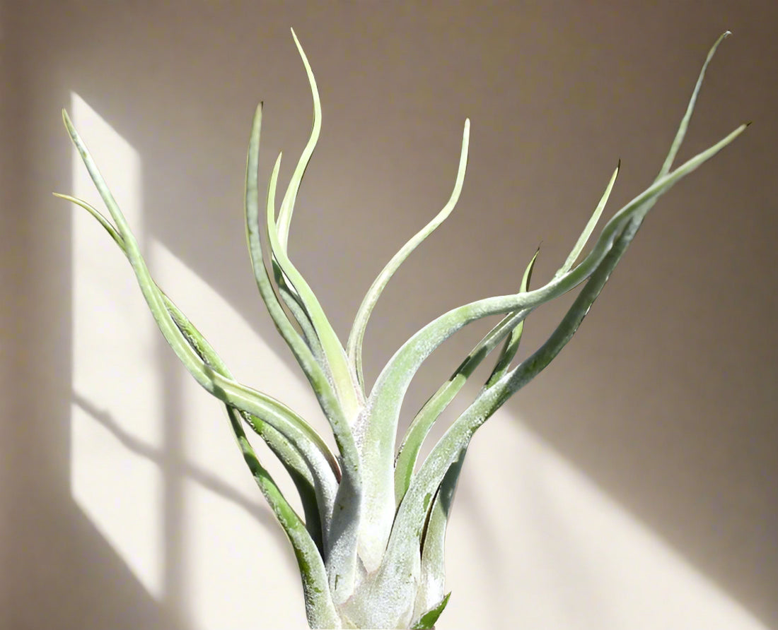 Discover the whimsical beauty of Caput Medusae, a unique Tillandsia air plant with twisting, snake-like leaves. Perfect for terrariums or hanging displays, this easy-care plant thrives in indirect light with minimal watering. Add a touch of exotic charm to your home decor with this low-maintenance air plant.