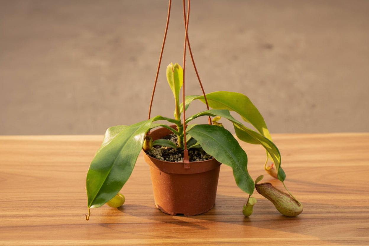 Carnivorous Nepenthes ‘Alata’ is a classic tropical pitcher plant with elegant insect-trapping pitchers, easy care, and lush rainforest appeal.