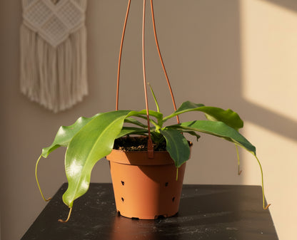 Carnivorous Nepenthes ‘Miranda’ is an uncommon hybrid pitcher plant with massive red pitchers, tropical drama, and natural insect-trapping power.