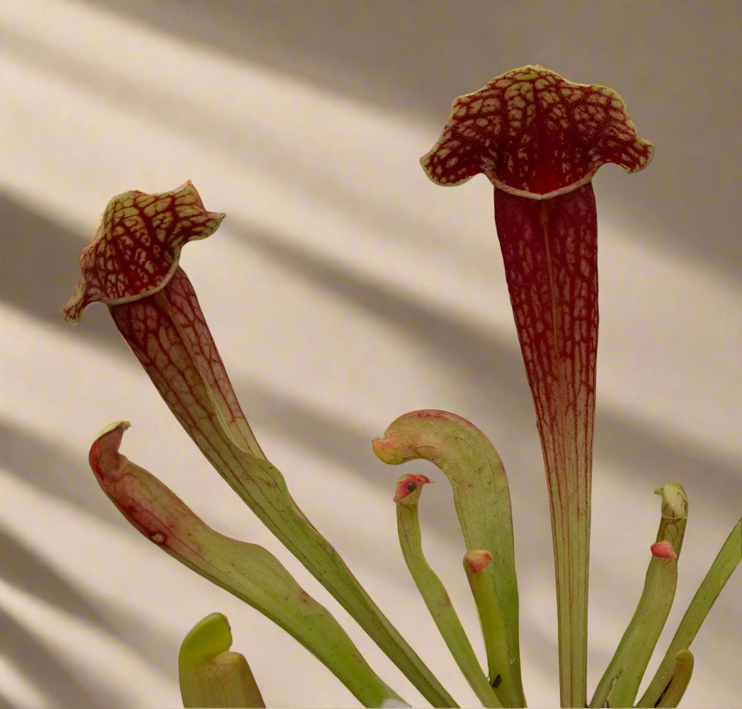Carnivorous Sarracenia ‘Barbra Green’ is a compact carnivorous pitcher plant with dark red spring blooms. Thrives in full sun and damp soil—perfect for bog gardens.