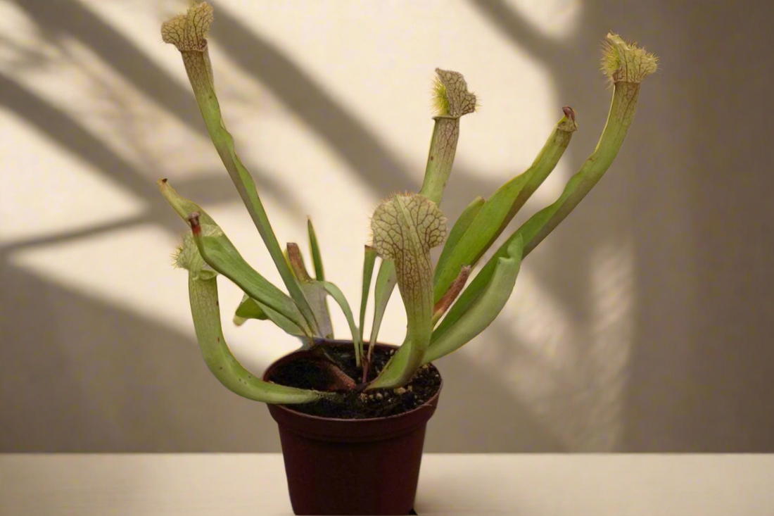 Carnivorous Sarracenia ‘Velvet’ produces colorful, veined pitchers with a soft velvet look. Thrives in full sun with damp soil for striking displays.