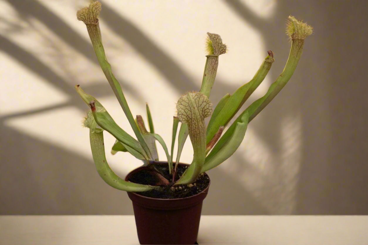 Carnivorous Sarracenia ‘Velvet’ produces colorful, veined pitchers with a soft velvet look. Thrives in full sun with damp soil for striking displays.