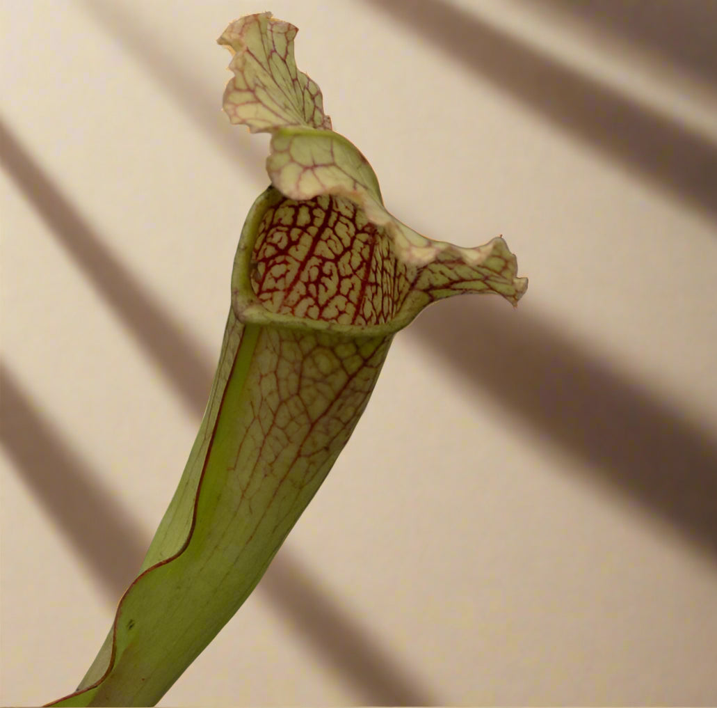 Carnivorous Sarracenia ‘Velvet’ produces colorful, veined pitchers with a soft velvet look. Thrives in full sun with damp soil for striking displays.
