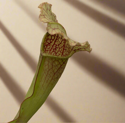 Carnivorous Sarracenia ‘Velvet’ produces colorful, veined pitchers with a soft velvet look. Thrives in full sun with damp soil for striking displays.