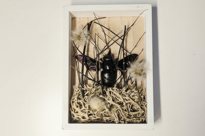 Nature shadow boxes featuring preserved flowers, moss, reeds, butterflies, and insects in 3.5"–5" standing frames. One-of-a-kind botanical curiosity decor. 