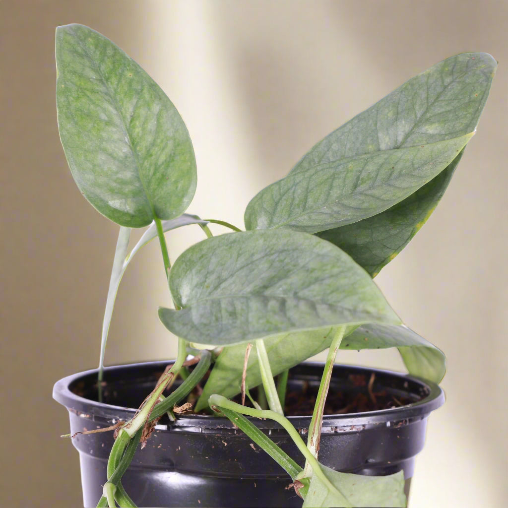 cebu blue pothos mature Cebu Blue Pothos (Epipremnum pinnatum) Rare Plant – Jungle Relics