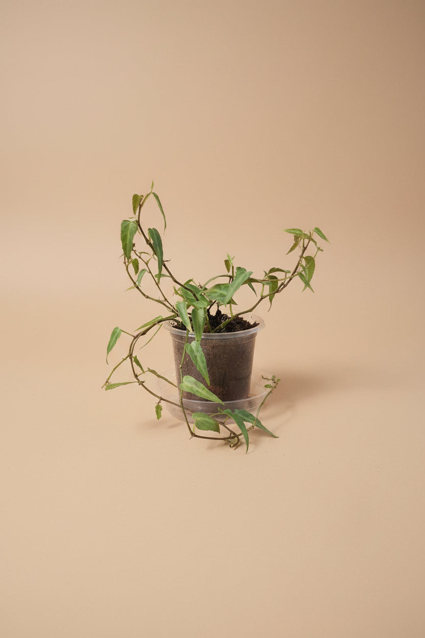 Cissus Amazonica, an uncommon trailing houseplant with shimmering silver-veined leaves and elegant vines, perfect for shelves, trellises, and indoor jungles.