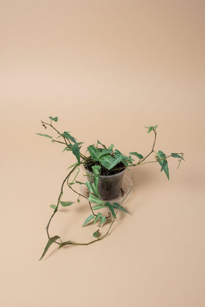 Cissus Amazonica, an uncommon trailing houseplant with shimmering silver-veined leaves and elegant vines, perfect for shelves, trellises, and indoor jungles.