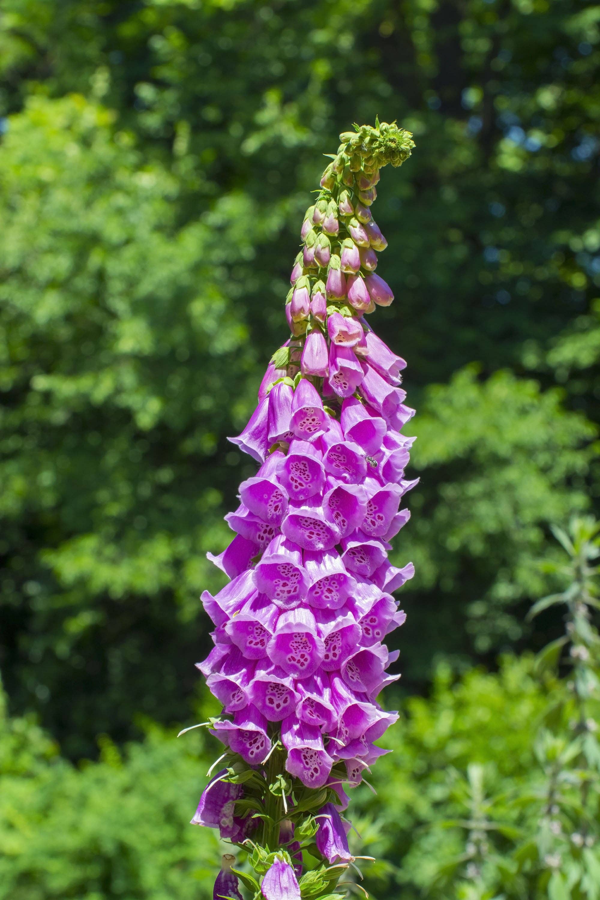 Classic foxglove (Digitalis) biennial seeds for cottage gardens. Tall pollinator-friendly blooms that attract hummingbirds, bees, and butterflies.