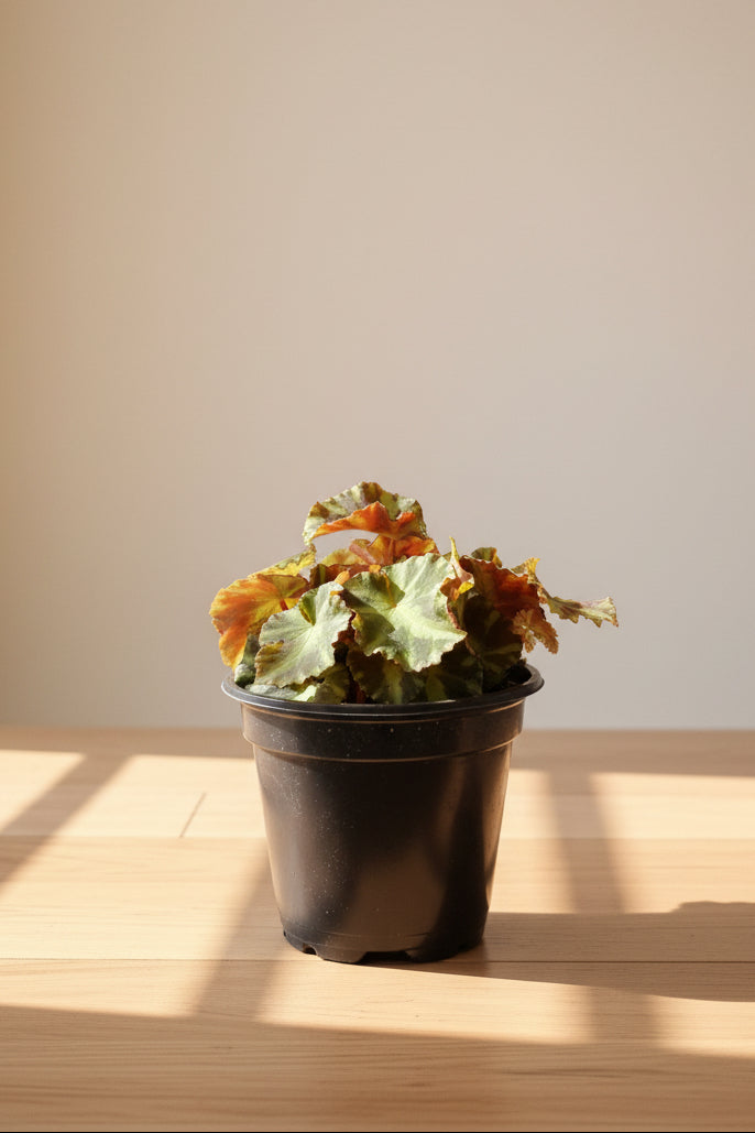 Cleopatrae Botanic Rex Begonia, an uncommon collector plant with dramatic silver-green foliage, rich textures, and compact growth for indoor jungles.