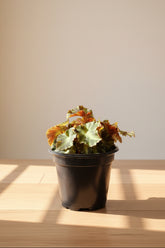 Cleopatrae Botanic Rex Begonia, an uncommon collector plant with dramatic silver-green foliage, rich textures, and compact growth for indoor jungles.