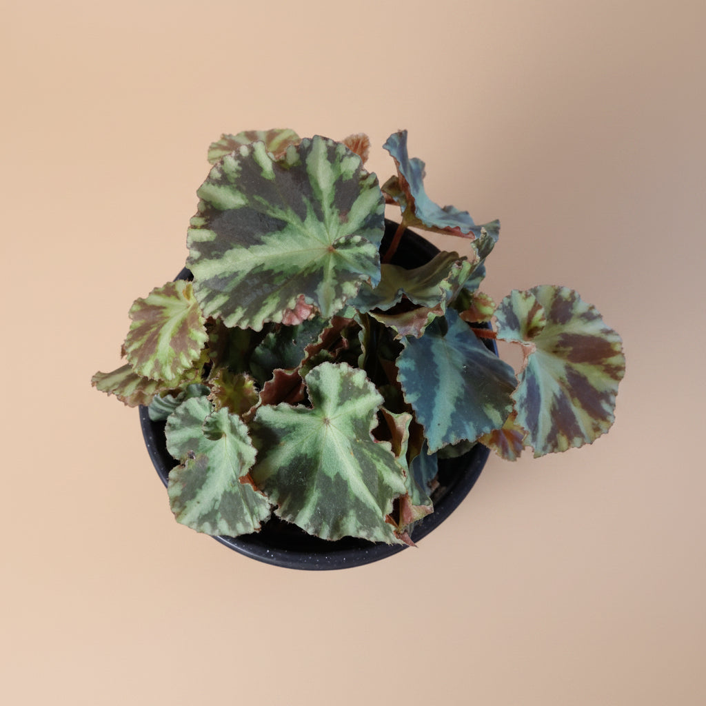 Cleopatrae Botanic Rex Begonia, an uncommon collector plant with dramatic silver-green foliage, rich textures, and compact growth for indoor jungles.