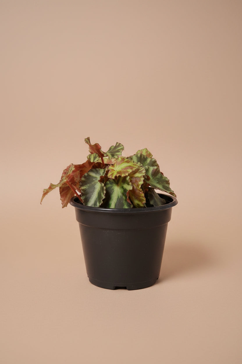 Cleopatrae Botanic Rex Begonia, an uncommon collector plant with dramatic silver-green foliage, rich textures, and compact growth for indoor jungles.