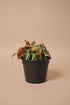 Cleopatrae Botanic Rex Begonia, an uncommon collector plant with dramatic silver-green foliage, rich textures, and compact growth for indoor jungles.