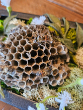 Reclamation Relics are 3.5" x 5" taxidermy shadow boxes with moss, flowers, bees, skulls, and wasp nests—haunting miniatures of nature&