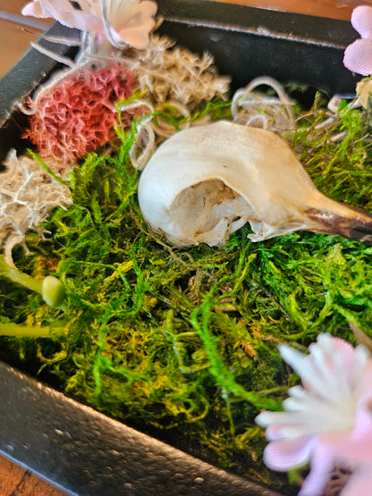Reclamation Relics are 3.5&quot; x 5&quot; taxidermy shadow boxes with moss, flowers, bees, skulls, and wasp nests—haunting miniatures of nature&