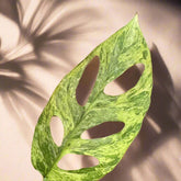 Monstera adansonii Mint Variegated is a rare trailing plant with minty marbled leaves and iconic fenestrations—perfect for collectors and jungle-style decor.