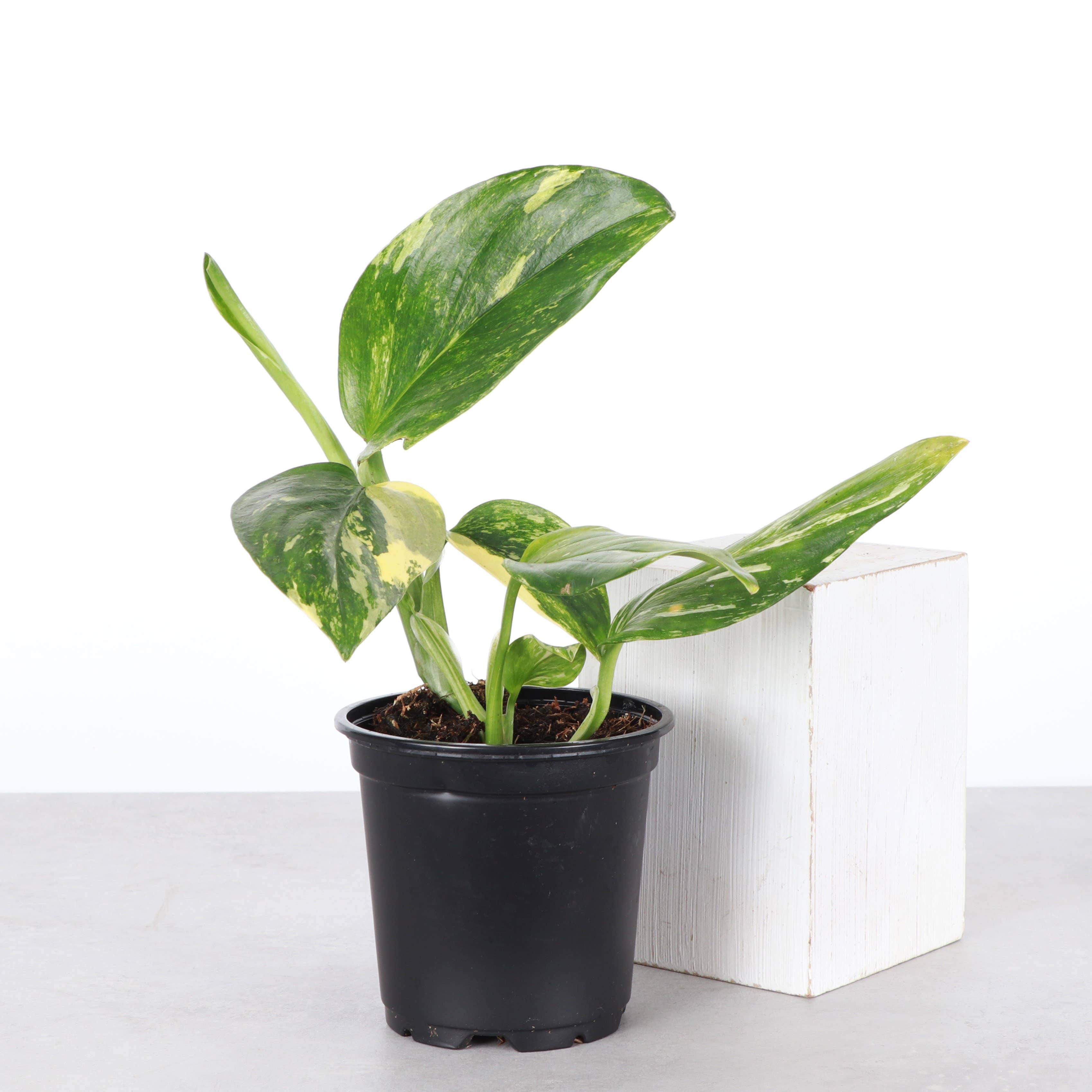 The Monstera Standleyana is a rare climbing plant known for its stunning variegated leaves, featuring splashes of yellow and cream on a dark green background. Thriving in bright, indirect light, this easy-care plant is perfect for collectors looking for a unique addition. Ideal for training on a moss pole or trellis.