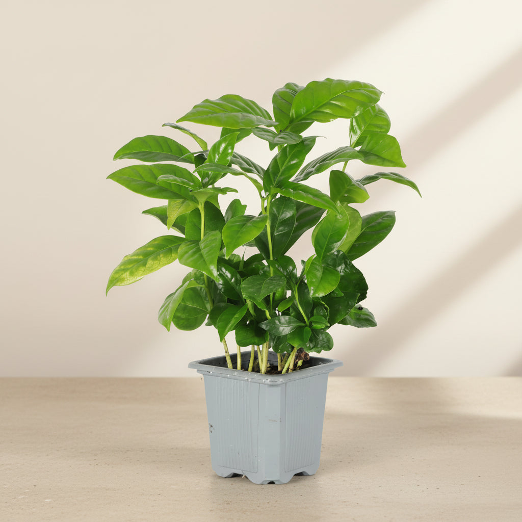 Coffee Plant (Coffea arabica) with glossy green leaves. Easy indoor plant that thrives in bright indirect light. Grow your own coffee tree at home.