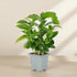 Coffee Plant (Coffea arabica) with glossy green leaves. Easy indoor plant that thrives in bright indirect light. Grow your own coffee tree at home.