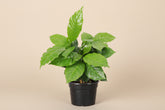 Coffee Plant (Coffea arabica) with glossy green leaves. Easy indoor plant that thrives in bright indirect light. Grow your own coffee tree at home.