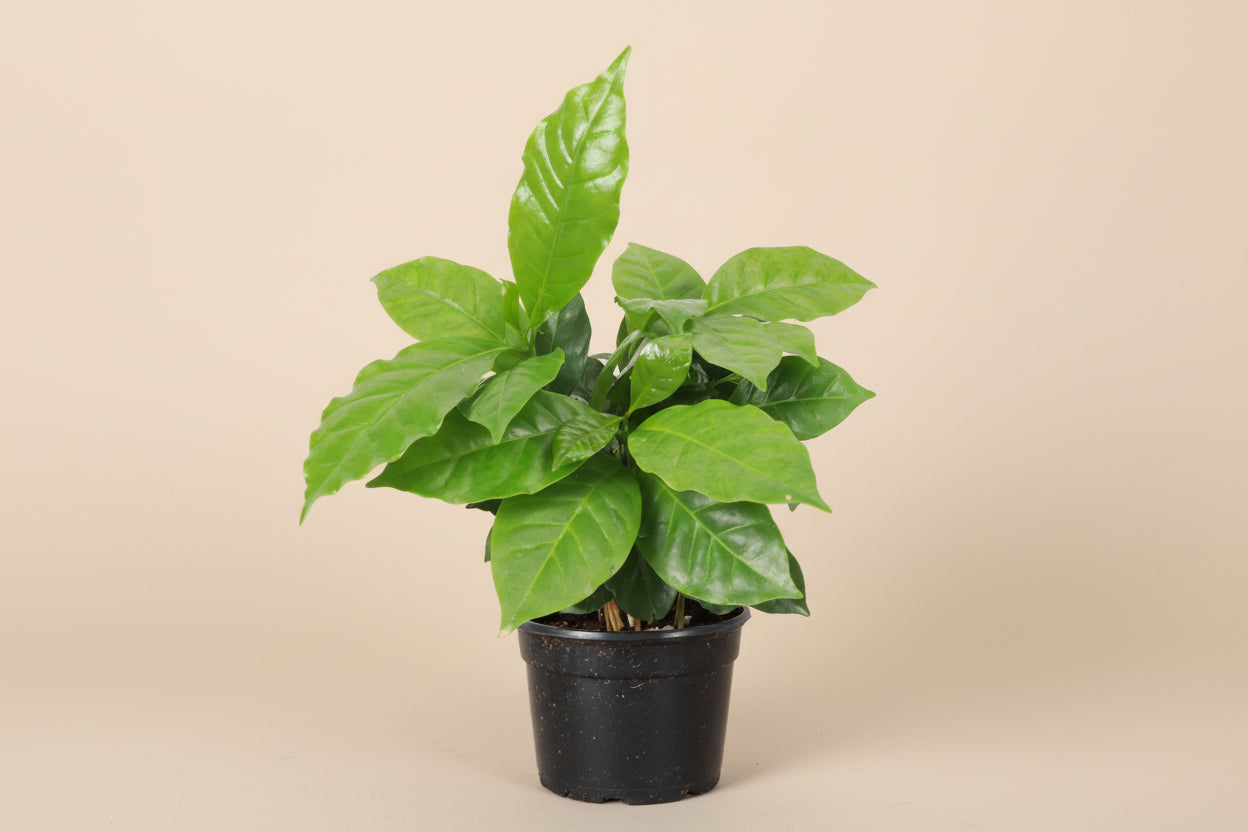Coffee Plant (Coffea arabica) with glossy green leaves. Easy indoor plant that thrives in bright indirect light. Grow your own coffee tree at home.