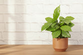 Coffee Plant (Coffea arabica) with glossy green leaves. Easy indoor plant that thrives in bright indirect light. Grow your own coffee tree at home.