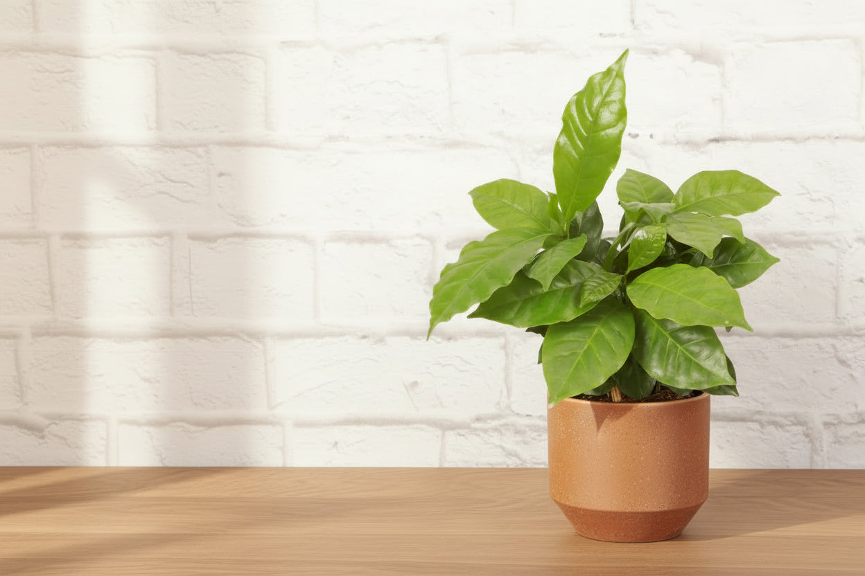 Coffee Plant (Coffea arabica) with glossy green leaves. Easy indoor plant that thrives in bright indirect light. Grow your own coffee tree at home.