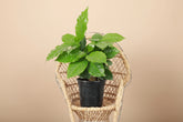 Coffee Plant (Coffea arabica) with glossy green leaves. Easy indoor plant that thrives in bright indirect light. Grow your own coffee tree at home.