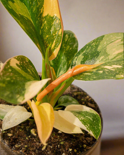 Philodendron &