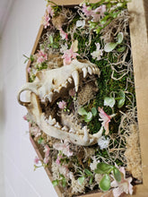 Desert Coyote by Ryan Doran is a 12.5" mixed-media art piece featuring a coyote skull surrounded by preserved pink wildflowers in an octagonal wooden frame. This striking installation blends desert resilience with delicate natural beauty, making it a captivating addition to any space.