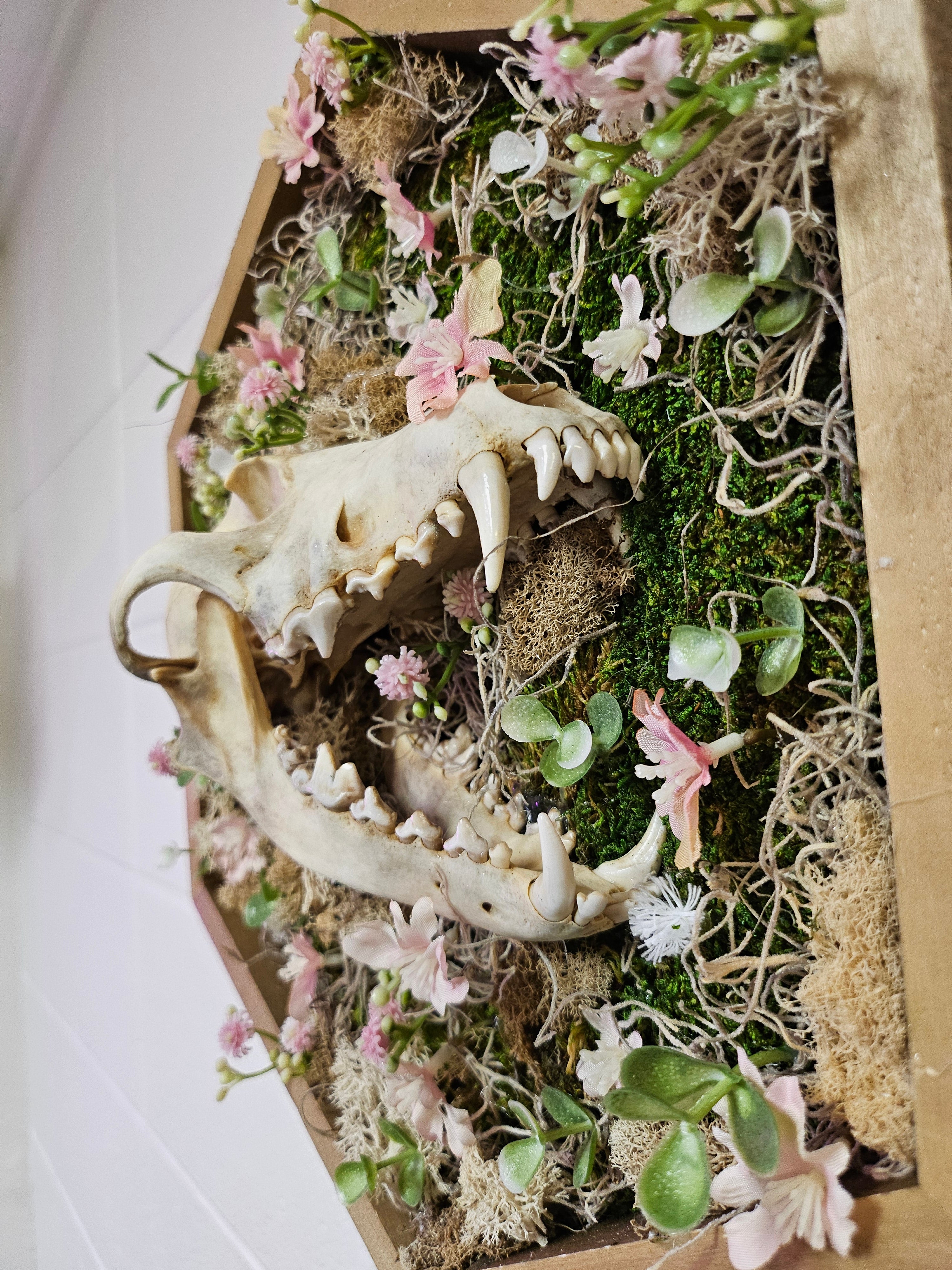Desert Coyote by Ryan Doran is a 12.5&quot; mixed-media art piece featuring a coyote skull surrounded by preserved pink wildflowers in an octagonal wooden frame. This striking installation blends desert resilience with delicate natural beauty, making it a captivating addition to any space.