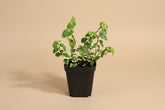 Creeping Fig (Ficus pumila) is a fast-growing trailing vine with tiny heart-shaped leaves—perfect for shelves, hanging planters, and indoor greenery.