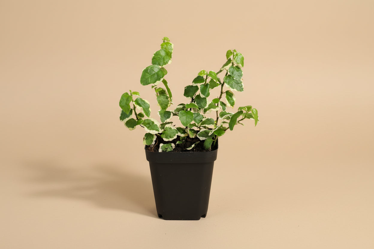 Creeping Fig (Ficus pumila) is a fast-growing trailing vine with tiny heart-shaped leaves—perfect for shelves, hanging planters, and indoor greenery.
