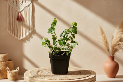 Creeping Fig (Ficus pumila) is a fast-growing trailing vine with tiny heart-shaped leaves—perfect for shelves, hanging planters, and indoor greenery.